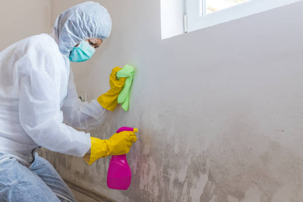 Best Mold Remediation for Healthcare Facilities  in USA